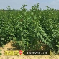 蓮翹苗