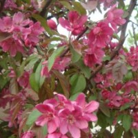供應(yīng)北美海棠、亞當(dāng)海棠、皇家雨點(diǎn)海棠等