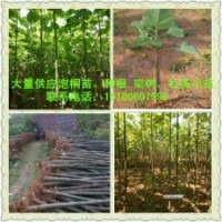 供應(yīng)泡桐
