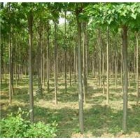 出售1-30公分養(yǎng)冠楸樹，速生楸樹，梓樹