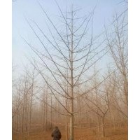 常年供應1~30公分銀杏苗木