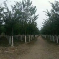 出售6到50公分國槐，量大質(zhì)優(yōu)。