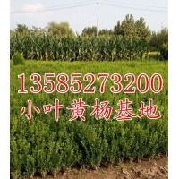 直銷價供應(yīng)小葉黃楊H30-40公分小葉黃楊苗價格優(yōu)惠