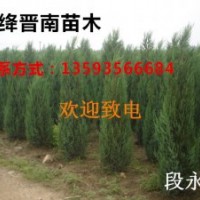 側(cè)柏 花椒苗 楊樹苗