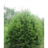 大量出售40-50公分白皮松，2.5公分北美海棠