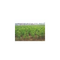 【棗樹苗 杜梨苗紫穗槐苗】