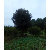 桂花樹