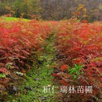遼寧花楸苗，花楸樹苗，百花花楸苗批發(fā)