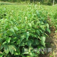 遼寧白樺樹苗、白樺小苗、白樺苗多少錢