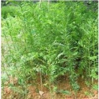 供應紅豆杉苗(1號) 北流紅豆杉樹苗(2號) 紅豆杉種苗(3號)