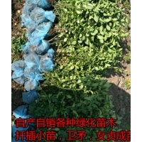 深州市北四王出售60-70公分衛(wèi)矛