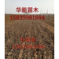 1年杜梨苗 50厘米杜梨苗價格 0.5厘米杜梨苗，杜梨苗價格