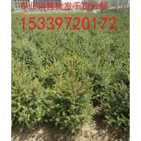 甘肅云杉-甘肅1米2米云杉低價(jià)批發(fā)