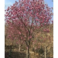 大量長(zhǎng)期供應(yīng)各種規(guī)格玉蘭