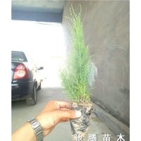 濱州李靈寶大量供應(yīng)營養(yǎng)缽檉柳、鹽松量大從優(yōu)