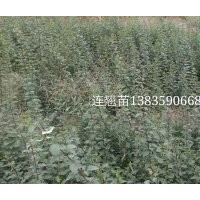 連翹苗，連翹苗價(jià)格，連翹苗基地