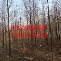 10公分水杉