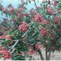 韓城市哪里無刺花椒苗，有大紅袍獅子頭花椒苗基地