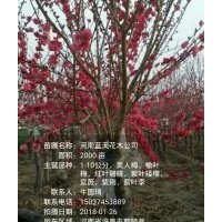 紅葉碧桃苗，榆葉梅苗，美人梅苗，紫葉矮櫻苗等