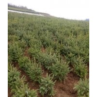 出售各種樹苗云杉,油松,側(cè)柏