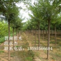 速生楊 紫穗槐 雪松