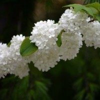 產(chǎn)地大量提供八仙花苗，低價(jià)出售