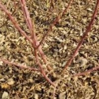 基地直供紅端木藥用重瓣紅玫瑰綠化四季玫瑰苗出售，