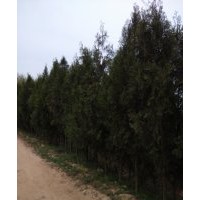 供應(yīng)質(zhì)優(yōu)價廉的黑松、油松、側(cè)柏
