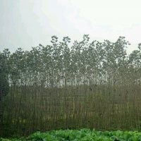 低價(jià)供應(yīng)紅葉楊