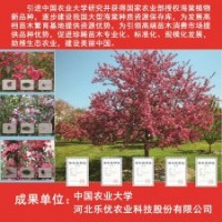 河北樂優(yōu)農(nóng)業(yè)大量供應(yīng)海棠,無花果，碧桃，雜交狼尾草等苗木