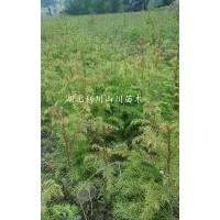 湖北利川供應(yīng)柳杉小苗、柳杉造林苗