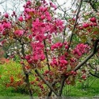 河北樂優(yōu)大量供應(yīng)海棠，碧桃，榆樹，無花果等苗木(圖)