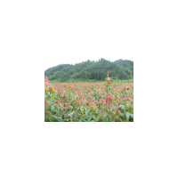 大量批發(fā)青楓小苗