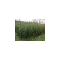 供應(yīng) 紅花紫薇樹小苗、紫薇
