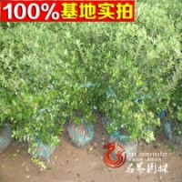 出售100萬(wàn)棵大葉黃楊球 有意者來(lái)