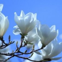 玉蘭苗，玉蘭嫁接苗，廣玉蘭苗