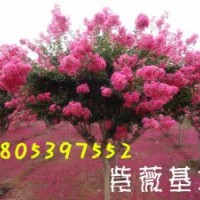 紫薇種植基地。山東紫薇批發(fā)商