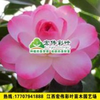 迷茫的春天 茶花樹(shù) 茶花小苗 綠化苗木供應(yīng)
