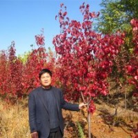 彩葉豆梨、多彩白櫟、北美海棠及果樹苗木