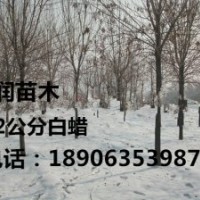 天津6公分白蠟價格，白蠟小苗，山東白蠟6公分量大