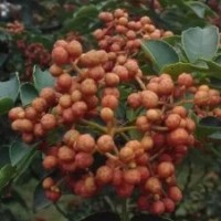 大紅袍花椒苗