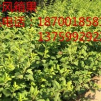金葉風(fēng)箱果