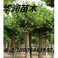 廣東4公分國槐價格，華潤苗木6公分國槐價格，8公分國槐基地