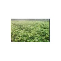 湖北香樟小樹苗哪、會埠百畝香樟種植基地供應(yīng)信息