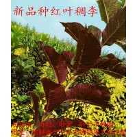 新品紅葉稠李和新品北美海棠，黃花丁香，小苗和接穗