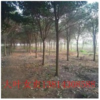 高桿女貞產(chǎn)地高桿女貞基地