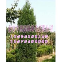 蜀檜苗木基地