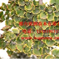 邢臺欣潤苗木大量供應(yīng)銀杏 6公分