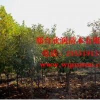 欣潤苗木大量供應(yīng)櫻花 2公分 3公分