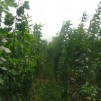 山東絲綿木種苗基地直銷|絲綿木樹苗